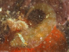 Lepadogaster candolii