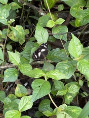 Aterica galene extensa