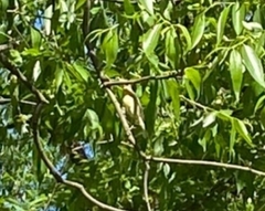 Hippolais icterina