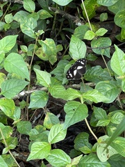 Aterica galene extensa