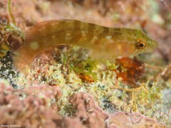 Lepadogaster candolii