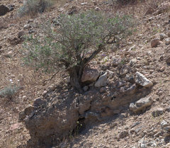 Psorothamnus fremontii