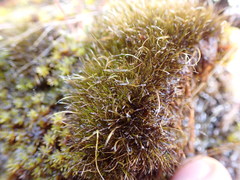 Campylopus atrovirens