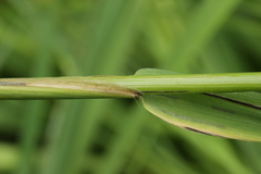 Poaceae