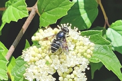 Eristalis saxorum
