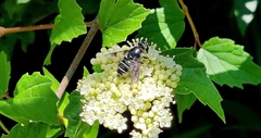 Eristalis saxorum