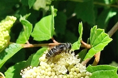 Eristalis saxorum