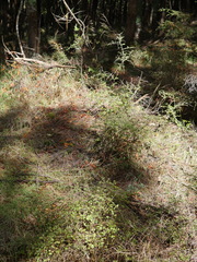 Coprosma rhamnoides