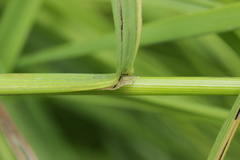Poaceae
