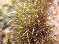 Campylopus atrovirens