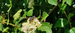 Eristalis saxorum