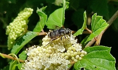 Eristalis saxorum