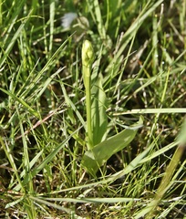 Platanthera chlorantha