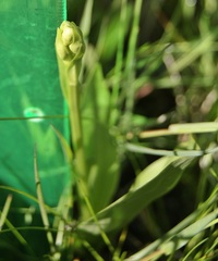 Platanthera chlorantha