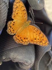 Phalanta eurytis eurytis