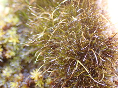 Campylopus atrovirens