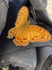 Phalanta eurytis eurytis