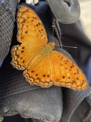 Phalanta eurytis eurytis