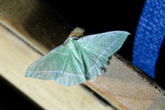 Dichorda consequaria