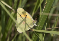 Colias croceus