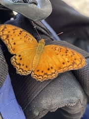 Phalanta eurytis eurytis