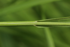 Poaceae