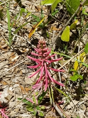 Erythrina herbacea image