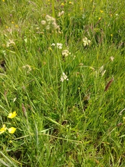 Oenanthe pimpinelloides