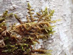 Frullania tamarisci
