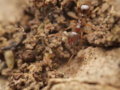 Aphaenogaster subterranea