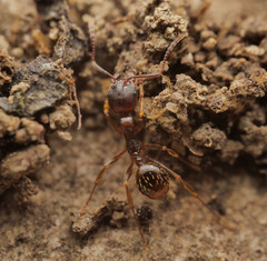 Aphaenogaster subterranea
