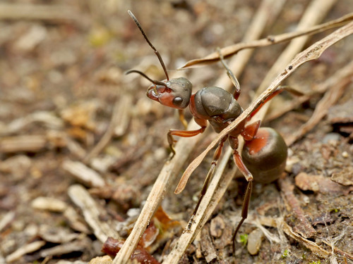 Formica pratensis nuotrauka