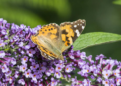 Vanessa cardui