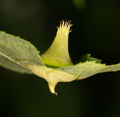 Phylloxera caryaefoliae