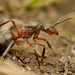 Black-backed Meadow Ant - Photo no rights reserved, uploaded by Philipp Hoenle
