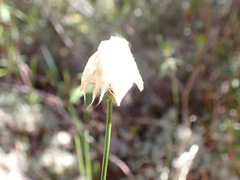 Eriophorum chamissonis