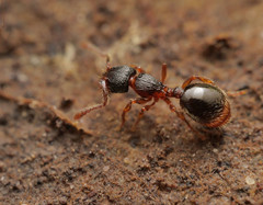Myrmecina graminicola