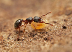 Myrmecina graminicola