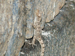 Mediodactylus heterocercus