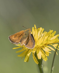 Thymelicus acteon
