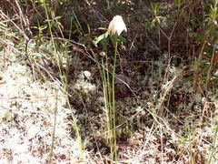 Eriophorum chamissonis