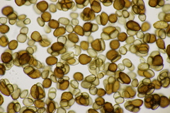 Urocystis ranunculi