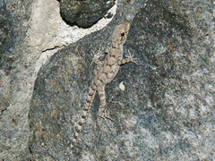 Mediodactylus heterocercus