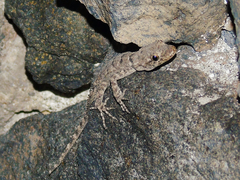 Mediodactylus heterocercus
