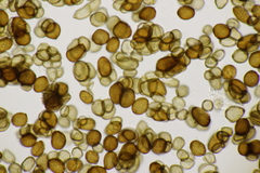 Urocystis ranunculi