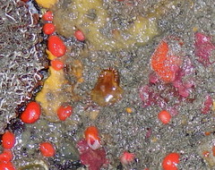 Paracyathus stearnsii