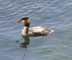 Podiceps cristatus