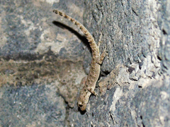 Mediodactylus heterocercus