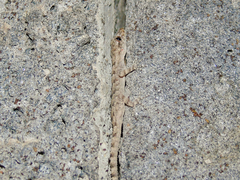 Mediodactylus heterocercus