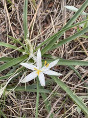 Leucocrinum montanum